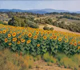 Walter Marchese, Girasoli *(Sunflowers), Oil on Canvas