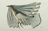 Eliyakota Samualie, Untitled, Lithograph on Paper 1981, "Flying in a Strong Wind"