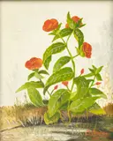 Frederick Papsdorf, Untitled, Oil on Canvas, 1963, "Poppies"