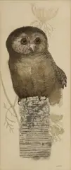Yvonne Davis, Untitled, Ink And Watercolor on Paper, "Owl Perched on a Post"