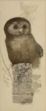 Yvonne Davis, Untitled, Ink And Watercolor on Paper, "Owl Perched on a Post"