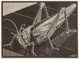 M. C. Escher, Wood Engravings, on Paper