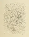 Nancy Genn, Untitled, Ink on Paper Drawing 1962, "Untitled"