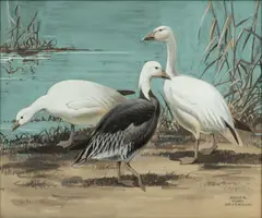 Roger Tory Peterson, Untitled, Gouache And Watercolor on Board, "Three Snow Geese"