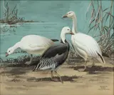 Roger Tory Peterson, Untitled, Gouache And Watercolor on Board, "Three Snow Geese"