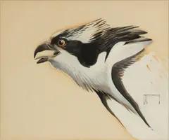Roger Tory Peterson, Untitled, Gouache And Watercolor on Board, Ca. 1938, "Osprey"