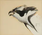Roger Tory Peterson, Untitled, Gouache And Watercolor on Board, Ca. 1938, "Osprey"