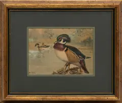Untitled by Allan Brooks, Gouache on Paper, 1906, "Wood Ducks", sold Oct 2024