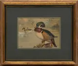 Allan Brooks, Untitled, Gouache on Paper, 1906, "Wood Ducks"