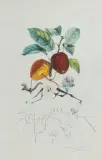SMOCZE JABŁKO by Salvador Dalí, 1969/70, sucha igła, litografia barwna, papier, offered Dec 2025