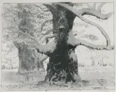 Leon Wyczółkowski, DĘBY ROGALIŃSKIE POD ŚNIEGIEM, ok. 1925, litografia, papier