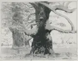 Leon Wyczółkowski, DĘBY ROGALIŃSKIE POD ŚNIEGIEM, ok. 1925, litografia, papier