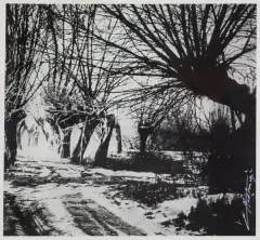 Edward Hartwig, WIERZBY PRZYDROŻNE, fotografia czarno-biała