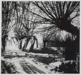 Edward Hartwig, WIERZBY PRZYDROŻNE, fotografia czarno-biała
