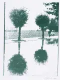 Jan Tarasin, DRZEWA