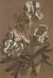 Carl Wilhelm Kolbe, KWIATY, kredka, ołówek, gwasz, papier