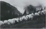 Edward Hartwig, TATRY. OWCE NA HALI, fotografia czarno-biała, papier