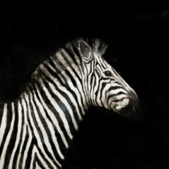 Miguel Macaya, ZEBRA, olej, płyta