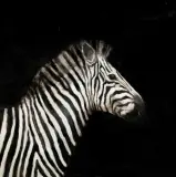 Miguel Macaya, ZEBRA, olej, płyta