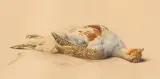 Olga Grabowska, KUROPATWA, XI 1889, ołówek, akwarela, papier