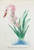 POLYANTHES TUBEROSA ET CYCNUS VEGETALIS by Salvador Dalí, 1972, heliograwiura barwna, papier ze znakiem wodnym, sold May 2022