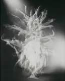 Andrzej Świetlik, Stokrotka, 2002, fotomontaż, papier naklejony na tekturę