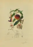 BRZOSKWINIA POKUTNICA by Salvador Dalí, 1969/70, litografia, druk wypukły suchy, sucha igła, papier, sold Mar 2022