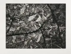 Andrzej Bielawski, Kolce, 1982, akwaforta, akwatinta, papier