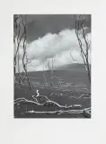 Stefan Arczyński, Z CYKLU DRZEWA:HAWAJE „DEVASTATION TRAIL”, 1969, fotografia czarno-biała, papier