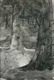 Leon Wyczółkowski, STARY ŚWIERK