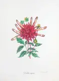 DAHLIA RAPAX by Salvador Dalí, 1972, heliograwiura barwna, papier ze znakiem wodnym, offered Sep 2021