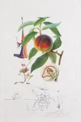 Salvador Dalí, BRZOSKWINIA, Z CYKLU FLORDALI, 1969/70, litografia barwna, sucha igła, papier