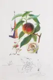 BRZOSKWINIA, Z CYKLU FLORDALI by Salvador Dalí, 1969/70, litografia barwna, sucha igła, papier, sold Jun 2021