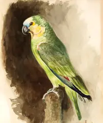 Elsa Latinca Bodea, Papagal, acuarelă pe hârtie