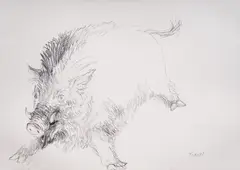 Georgi Chapkanov, Drawing of a boar, pencil on paper
