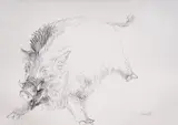 Georgi Chapkanov, Drawing of a boar, pencil on paper