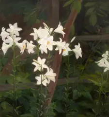 Constantin Artachino, Grădina cu crini, 1905, ulei pe pânză