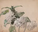 Ottilia Michail-Oteteleşanu, Hortensii, 1905, acuarelă și creion pe hârtie
