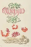 Jacques Hérold, Flori, cromolitografie pe hârtie manuală