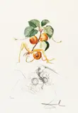 Cavalerul Caisă by Salvador Dalí, cromolitografie, sold Jan 2026