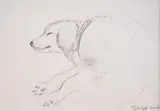 Georgi Chapkanov, Dog dream, 2003, молив върху хартия
