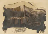 Adriana Jadranka Maraž, Naslonjač, 1972., serigrafija na papiru
