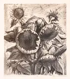 Evtim Tomov, Sunflowers, 1967, lithography