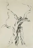 Cata Dujšin-Ribar, Olive, ink on paper