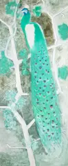 Păun by Viorel Mărginean, 2007, ulei și cărbune pe pânză, offered Jul 2025