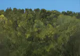Horia Bernea, Pădure