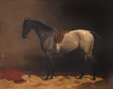 Emil Volkers, Pur-sânge