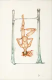 Jules Perahim, Lamed (seria Alfabetul ebraic), cromolitografie
