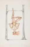 Jules Perahim, Lamed, creioane colorate pe hârtie