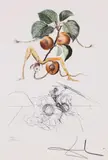 Abricot Chevalier by Salvador Dalí, cromolitografie, sold Jan 2025